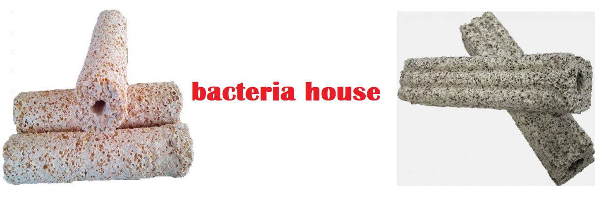 bacteria house