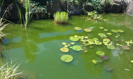 alge iaz