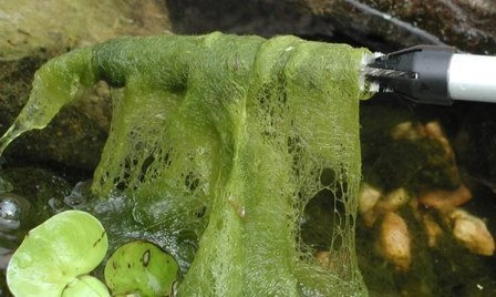 alge iaz